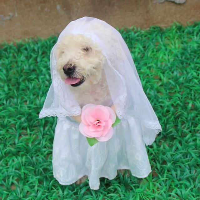 Bröllopsdräkt För Husdjur