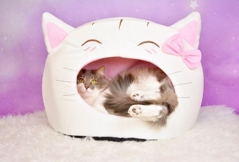 Denna Kattbädd Håller Din Katt Lugn Och Avslappnad