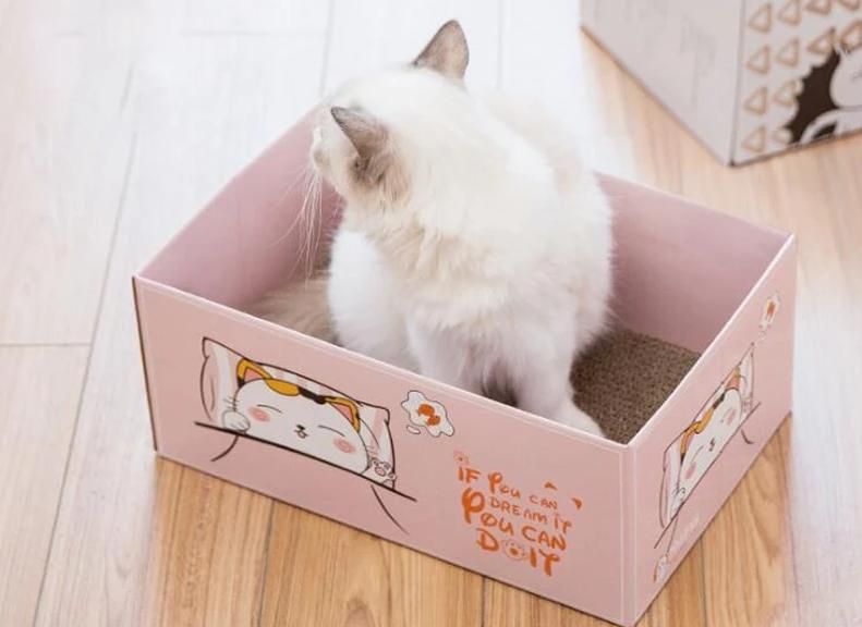Fällbar Lekbox För Katt