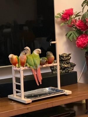 Fågelpinnar Papegoja Lekplats Med Matare