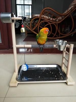 Fågelpinnar Papegoja Lekplats Med Matare