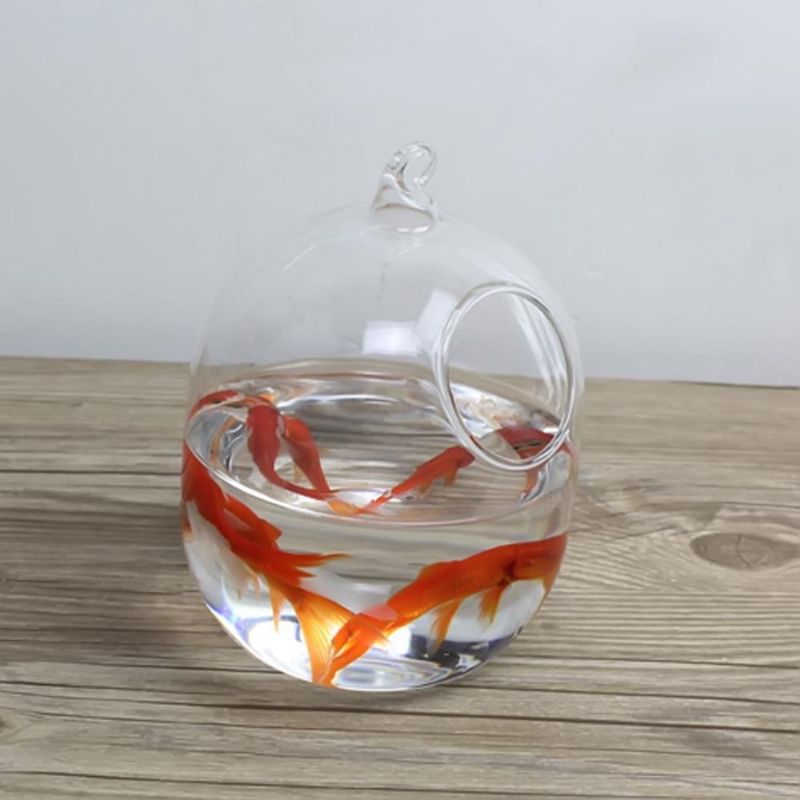 Hängande Glas Akvariefiskskål Med Vit Rack
