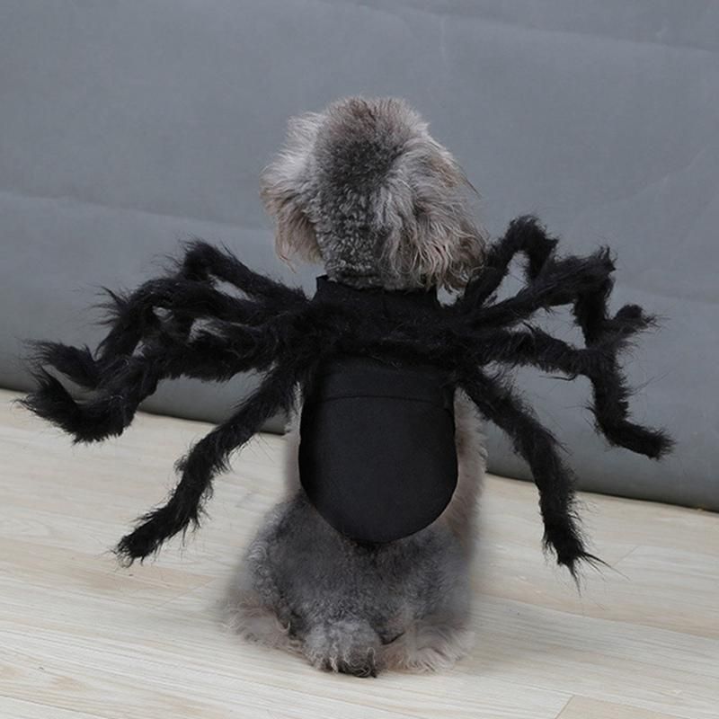 Halloween-dräkt För Spindeldjur