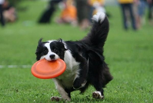 Hundfrisbees Tågresistent