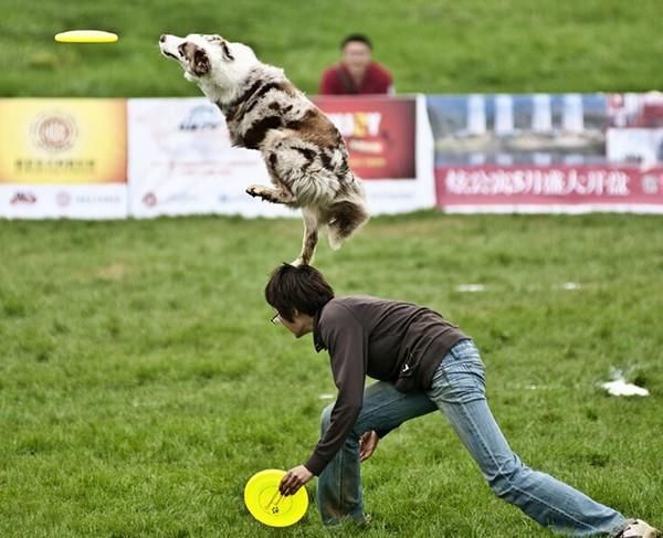 Hundfrisbees Tågresistent