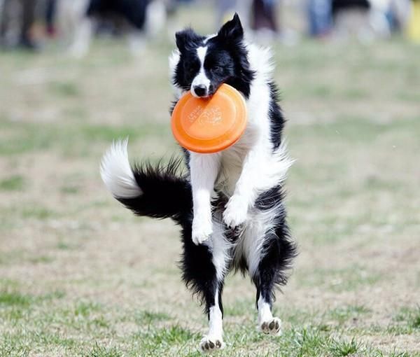 Hundfrisbees Tågresistent