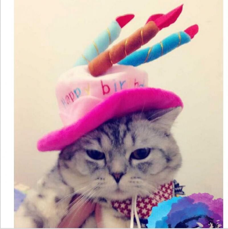 Mode 3d Födelsedagstårta Med Ljus Sällskapsdjur Hatt