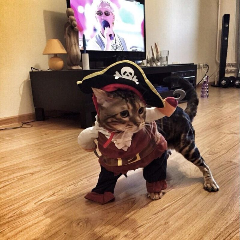 Piratdräkt Kattdräktdräkt Som Klär På Festkläder