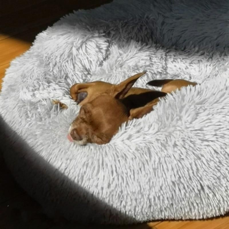 Rund Fluffig Sällskapsdjur Lugnande Säng