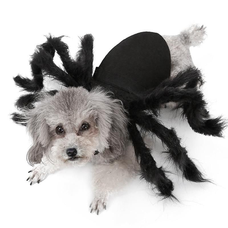 Spindel Husdjur Halloween Kostym